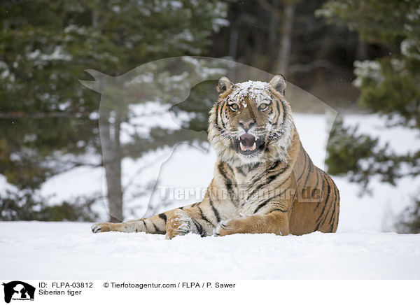 Siberian tiger / FLPA-03812