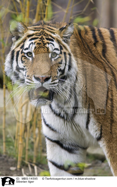 Siberian tiger / MBS-14595
