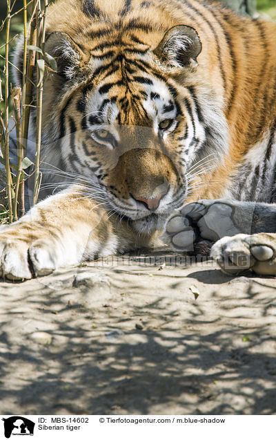 Amurtiger / Siberian tiger / MBS-14602