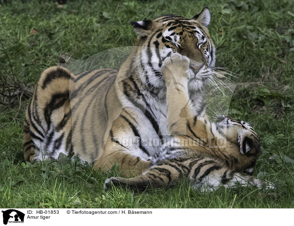 Amur tiger / HB-01853