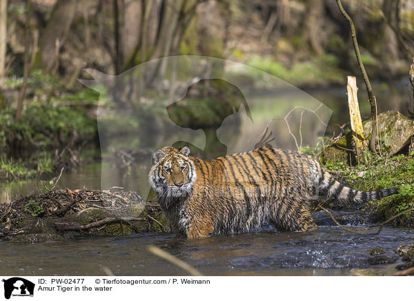 Amurtiger im Wasser / Amur Tiger in the water / PW-02477