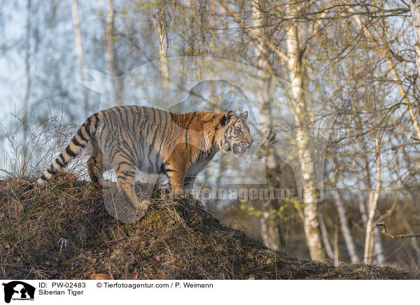 Amurtiger / Siberian Tiger / PW-02483
