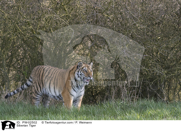 Siberian Tiger / PW-02502