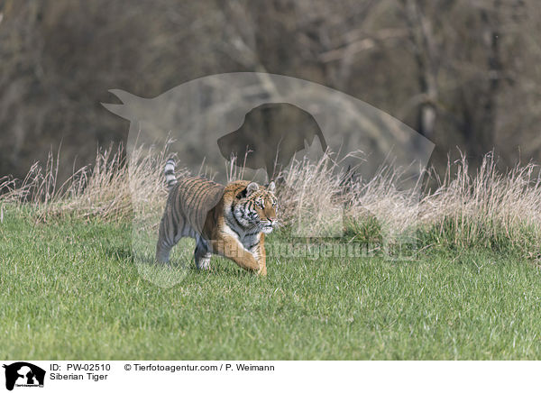 Siberian Tiger / PW-02510