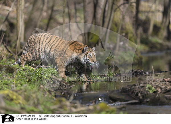 Amur Tiger in the water / PW-02519