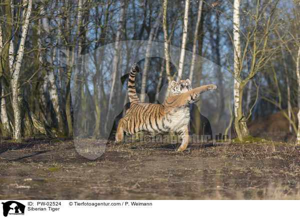 Siberian Tiger / PW-02524