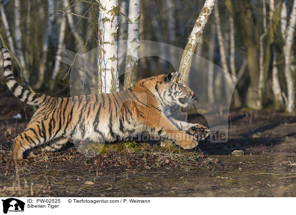 Siberian Tiger / PW-02525