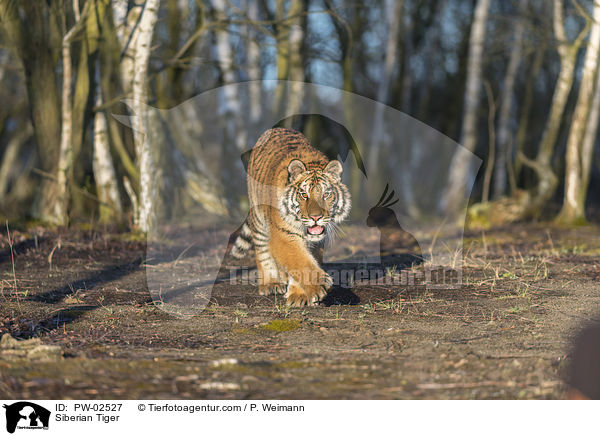 Amurtiger / Siberian Tiger / PW-02527