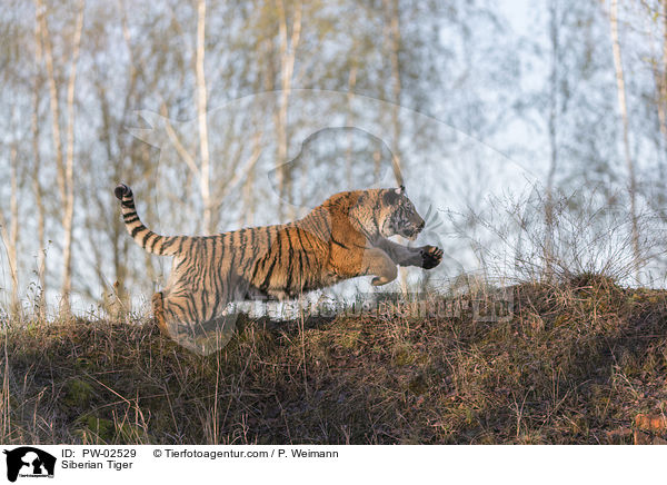 Siberian Tiger / PW-02529