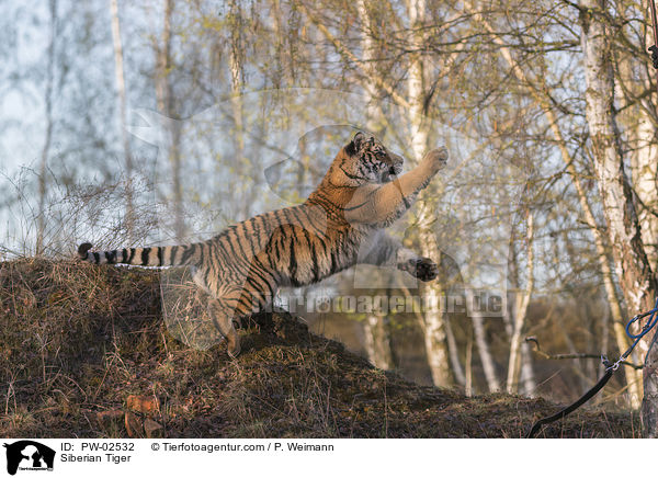 Siberian Tiger / PW-02532