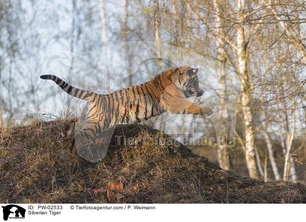 Amurtiger / Siberian Tiger / PW-02533