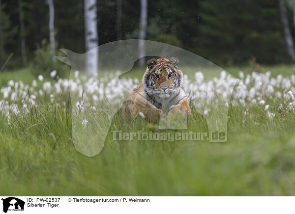 Amurtiger / Siberian Tiger / PW-02537