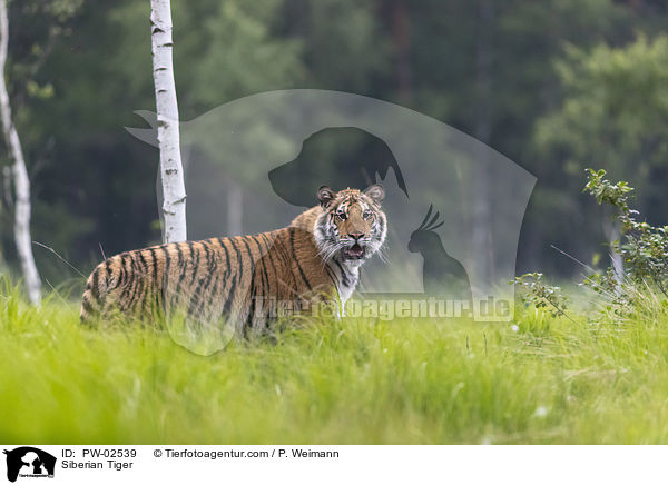 Amurtiger / Siberian Tiger / PW-02539