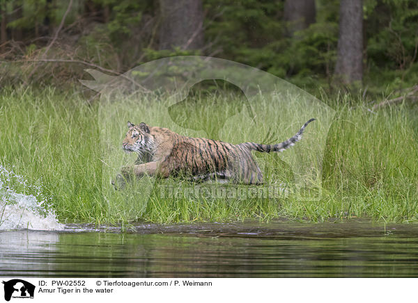 Amurtiger im Wasser / Amur Tiger in the water / PW-02552