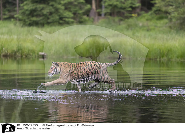 Amurtiger im Wasser / Amur Tiger in the water / PW-02553