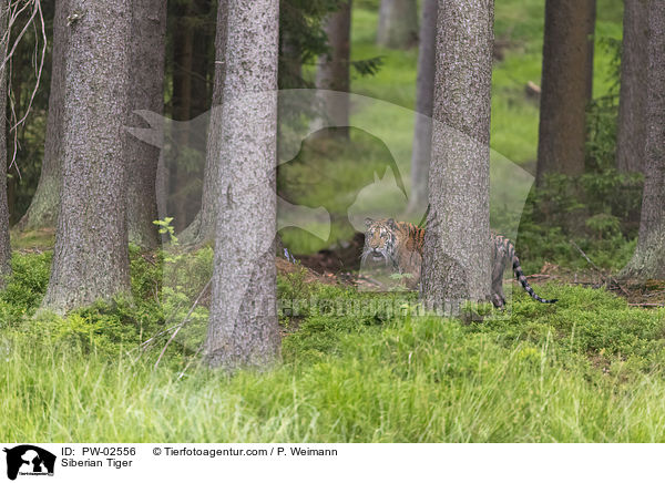 Amurtiger / Siberian Tiger / PW-02556