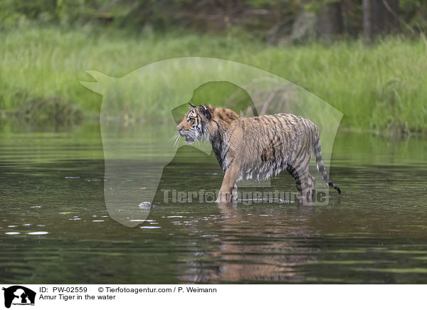 Amurtiger im Wasser / Amur Tiger in the water / PW-02559