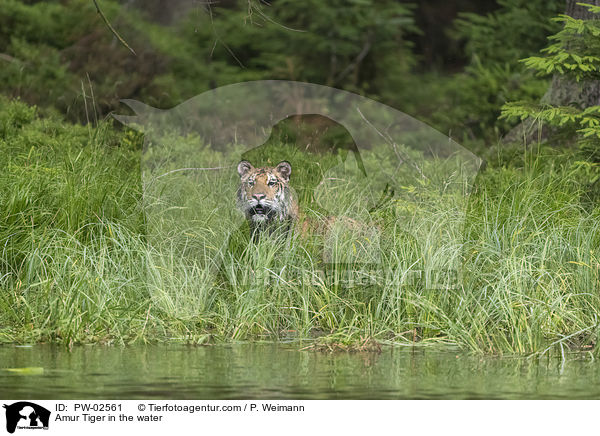 Amurtiger im Wasser / Amur Tiger in the water / PW-02561