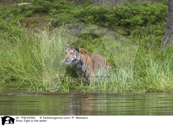 Amurtiger im Wasser / Amur Tiger in the water / PW-02562