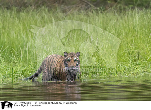 Amurtiger im Wasser / Amur Tiger in the water / PW-02565
