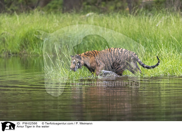 Amurtiger im Wasser / Amur Tiger in the water / PW-02566