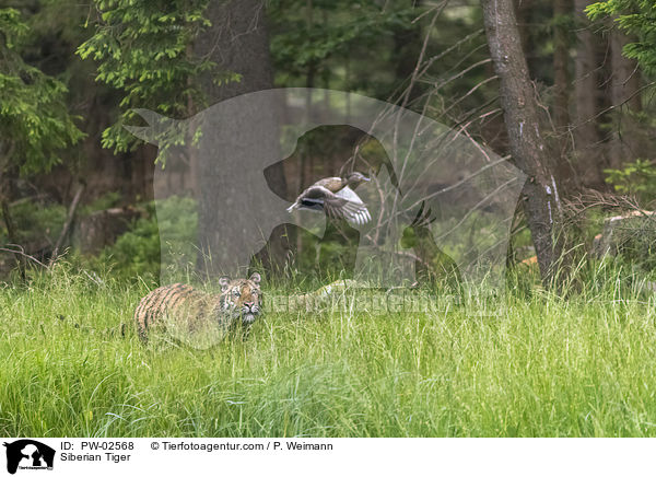 Amurtiger / Siberian Tiger / PW-02568