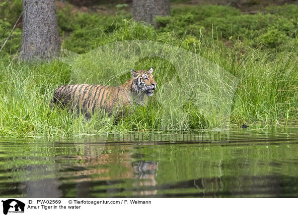 Amurtiger im Wasser / Amur Tiger in the water / PW-02569
