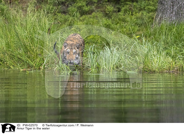 Amurtiger im Wasser / Amur Tiger in the water / PW-02570