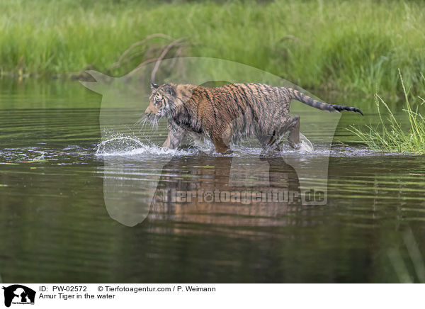Amurtiger im Wasser / Amur Tiger in the water / PW-02572