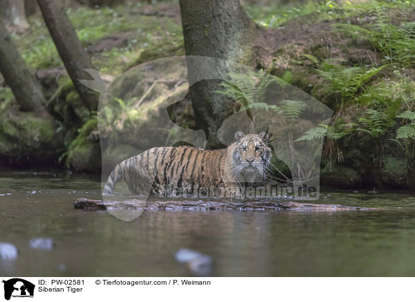 Amurtiger / Siberian Tiger / PW-02581