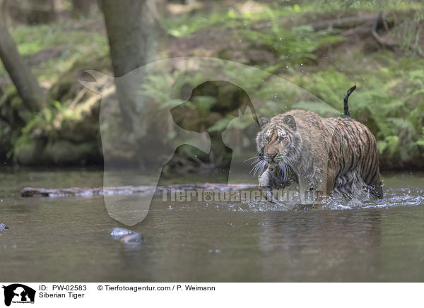 Amurtiger / Siberian Tiger / PW-02583