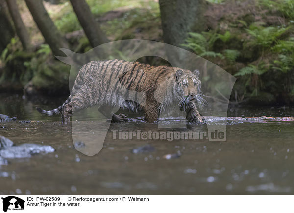Amurtiger im Wasser / Amur Tiger in the water / PW-02589