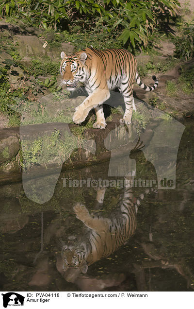 Amurtiger / Amur tiger / PW-04118