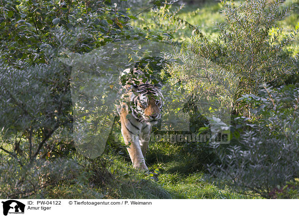 Amurtiger / Amur tiger / PW-04122