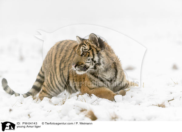junger Amurtiger / young Amur tiger / PW-04143