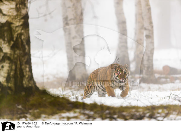 young Amur tiger / PW-04152