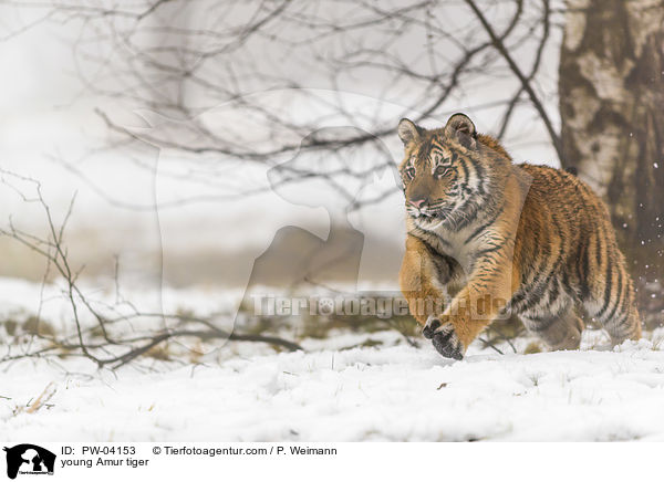 junger Amurtiger / young Amur tiger / PW-04153