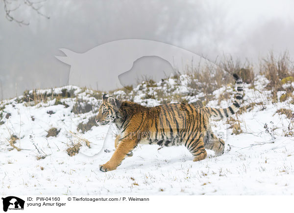 junger Amurtiger / young Amur tiger / PW-04160