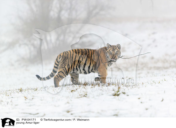 junger Amurtiger / young Amur tiger / PW-04171