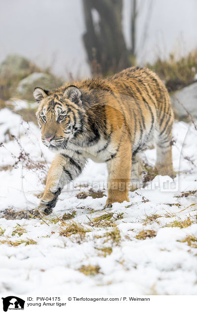 junger Amurtiger / young Amur tiger / PW-04175
