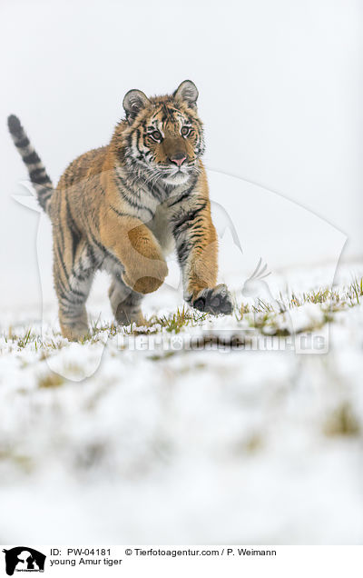 junger Amurtiger / young Amur tiger / PW-04181