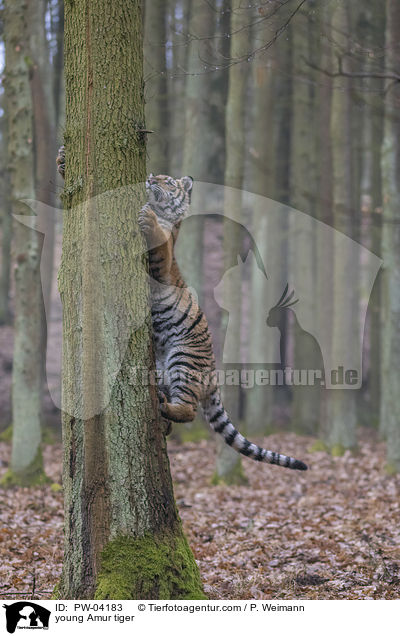 junger Amurtiger / young Amur tiger / PW-04183