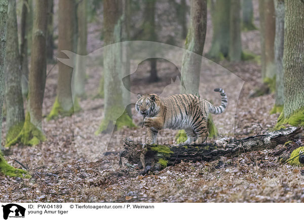 junger Amurtiger / young Amur tiger / PW-04189