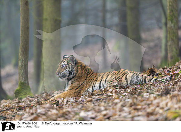junger Amurtiger / young Amur tiger / PW-04200