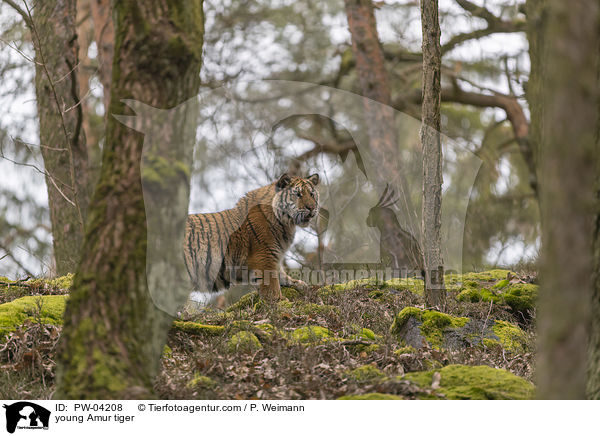 young Amur tiger / PW-04208