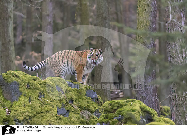 junger Amurtiger / young Amur tiger / PW-04214