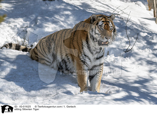 sitzender Amurtiger / sitting Siberian Tiger / IG-01625