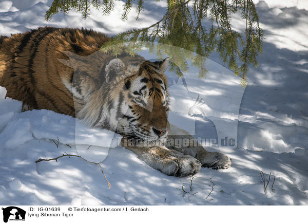 liegender Amurtiger / lying Siberian Tiger / IG-01639