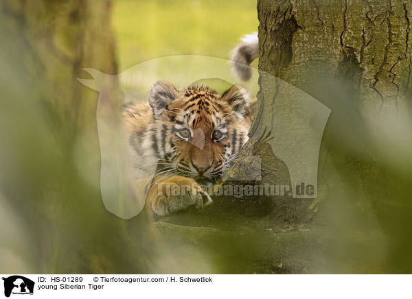 young Siberian Tiger / HS-01289