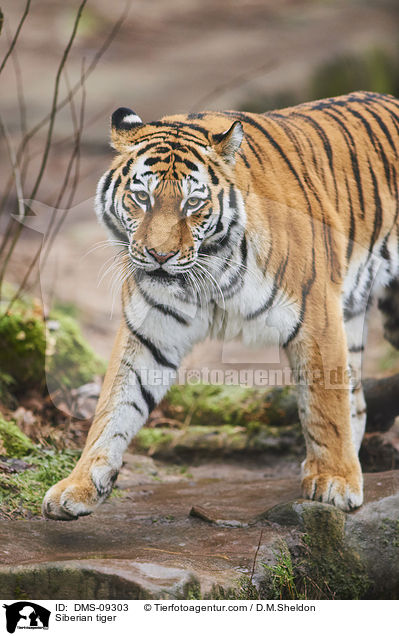 Amurtiger / Siberian tiger / DMS-09303